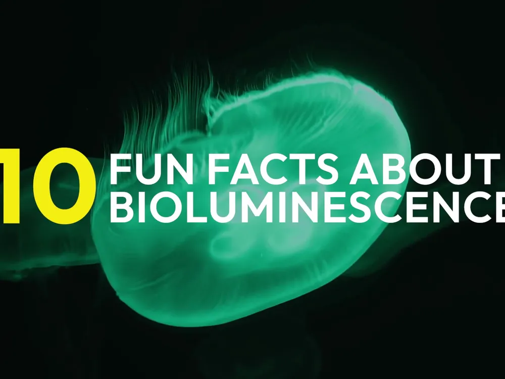 Preview thumbnail for video '10 Fun Facts About Bioluminescence