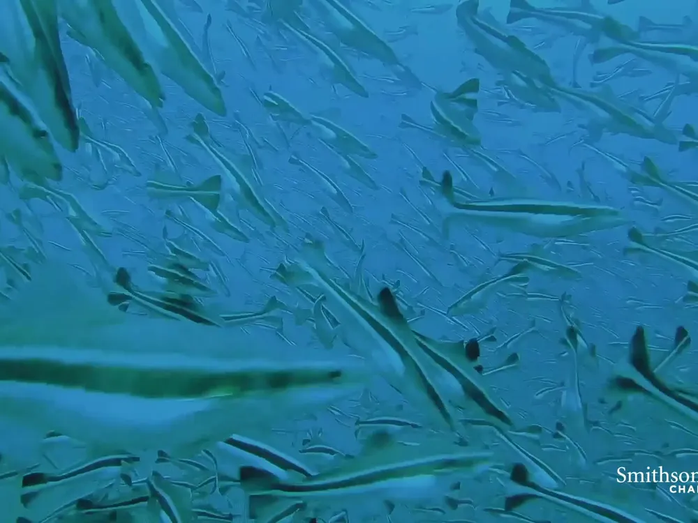 Preview thumbnail for video 'This Sustainable Offshore Cobia Fish Farm Sells Millions