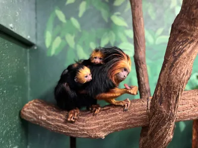 For the first time in 16 years, a pair of golden-headed lion tamarins were born on the morning of October 7, 2021. New mom Lola carries the new infants on her back and cradles them close to her body.&nbsp;