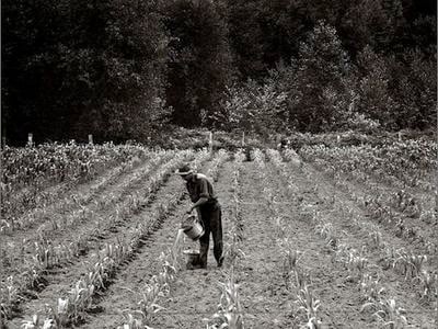 A Midwest field circa 1936