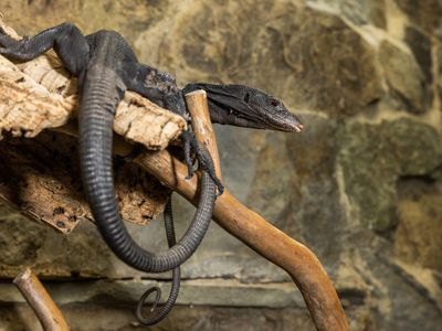 Black tree monitor (lizard) with dark coloration, an elongated body and a long, slender tail rests on a branch