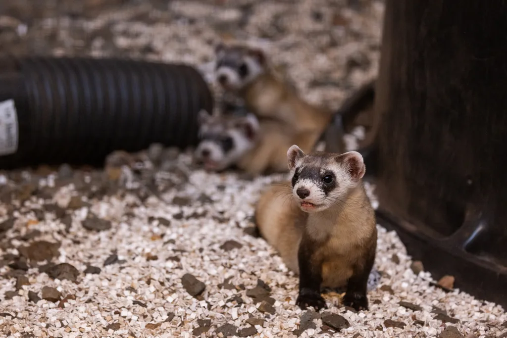 A juvenile ferret remains alert inside its enclosure.