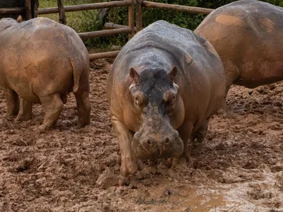 Cocaine Hippos