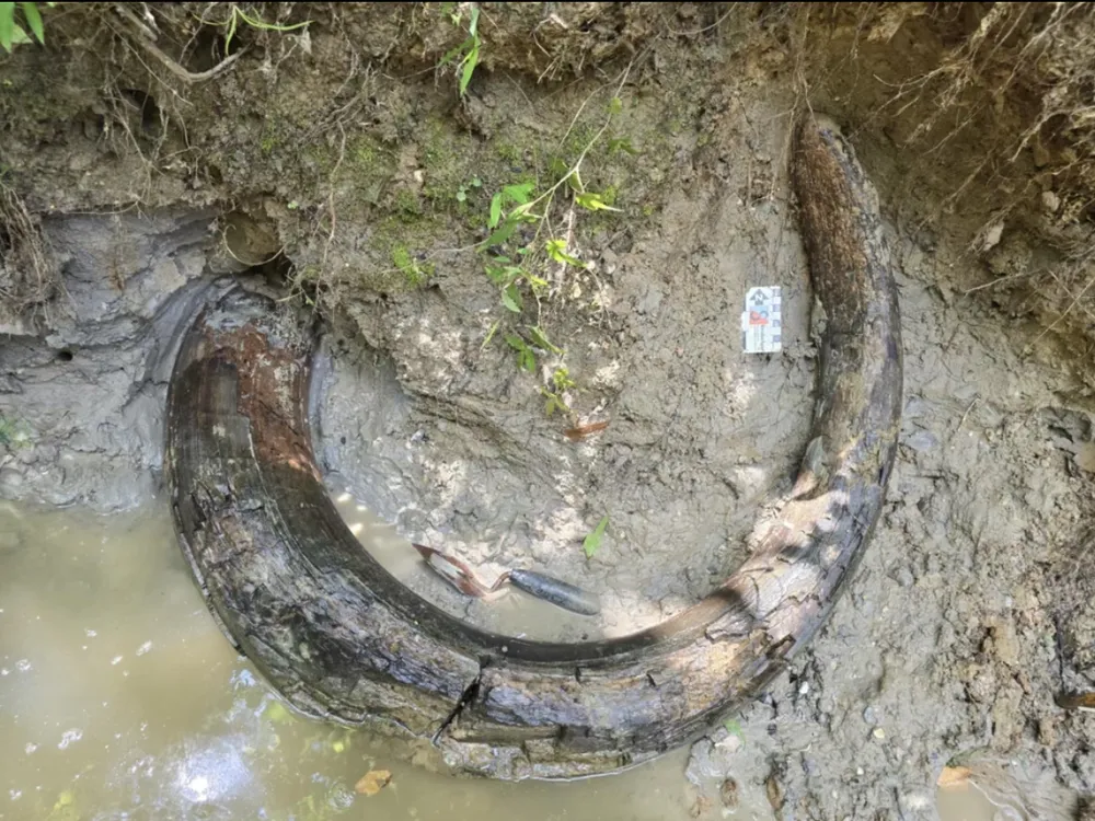 a highly curved mammoth tusk in mud and a slight bit of water