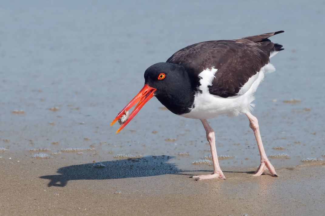 an american oystercatcher on the sand with a crustacean in its beak