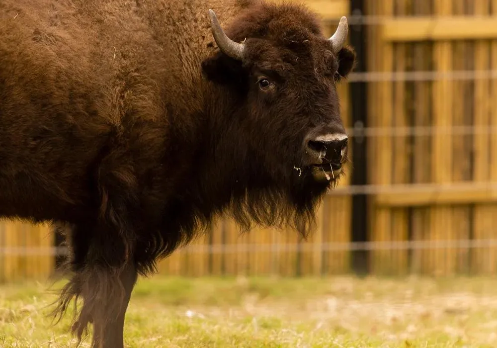 American bison