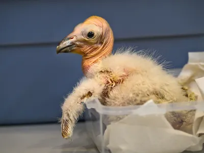 A California condor chick rests in a clear container lined with paper at the L.A. Zoo.



