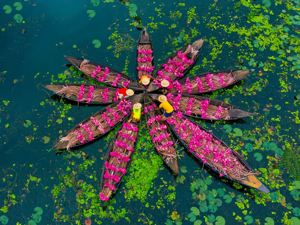 Farmers collecting the water lilies in the Satla marshland near Barishal, Bangladesh. Here farmers collected water lilies using boats over flooded land designated to grow the crop. Waterlilies grow abundantly in the village which is situated 40 miles from the city of Barisal, Bangladesh. It is known as the capital of water lilies or Shapla, the national flower of Bangladesh. The whole village is engaged in the cultivation of the flower.

The workers start very early in the morning at 6am and work through the day. "Every flower is carefully hand picked and collected inside the farmers' little wooden boat. The water lilies from a 10,000 acre canal and wetlands area. Growing and harvesting the lilies is a community effort, and farmers sell the flowers in local markets. They are not just bought for their looks, they're also valued in traditional Ayurvedic therapies for their medicinal properties. And it is widely used as a vegetable.