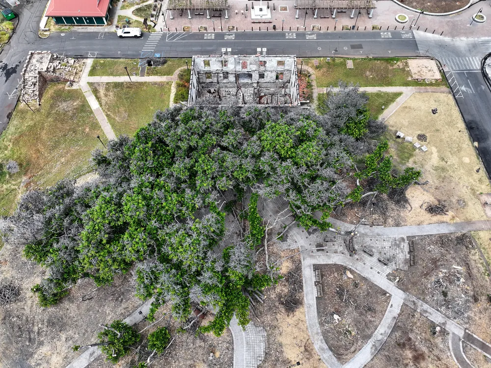 Banyan tree from above