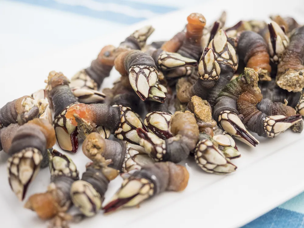 gooseneck barnacles