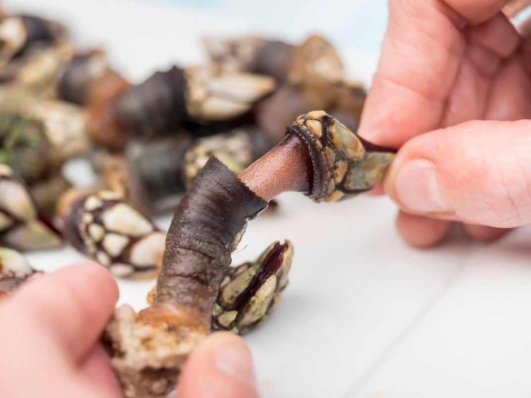 opening a gooseneck barnacle