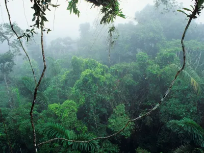 Rainforests, like this one in Ecuador, only appeared after the mass extinction that ended the Age of Dinosaurs.