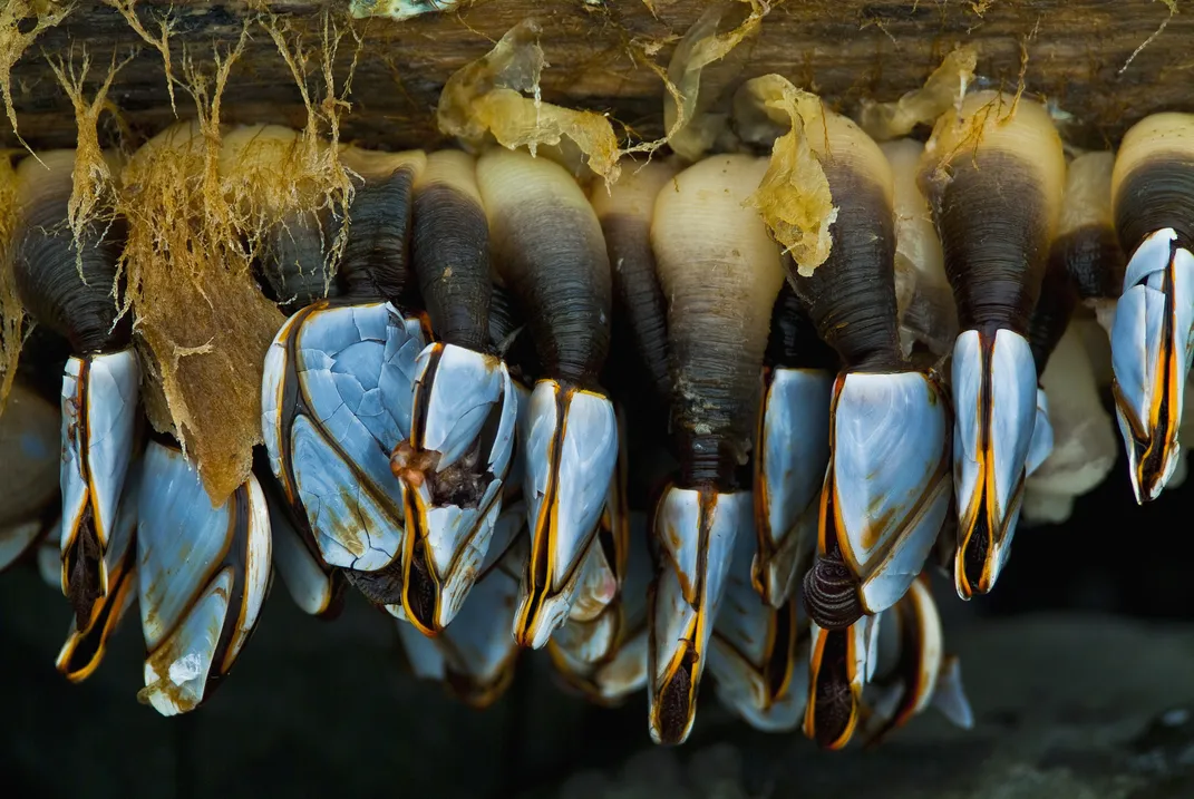 gooseneck barnacles found on a piece of driftwood