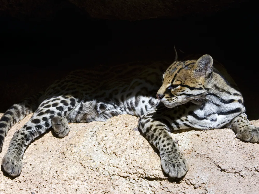 an ocelot sits on a rock, part of its back in shade