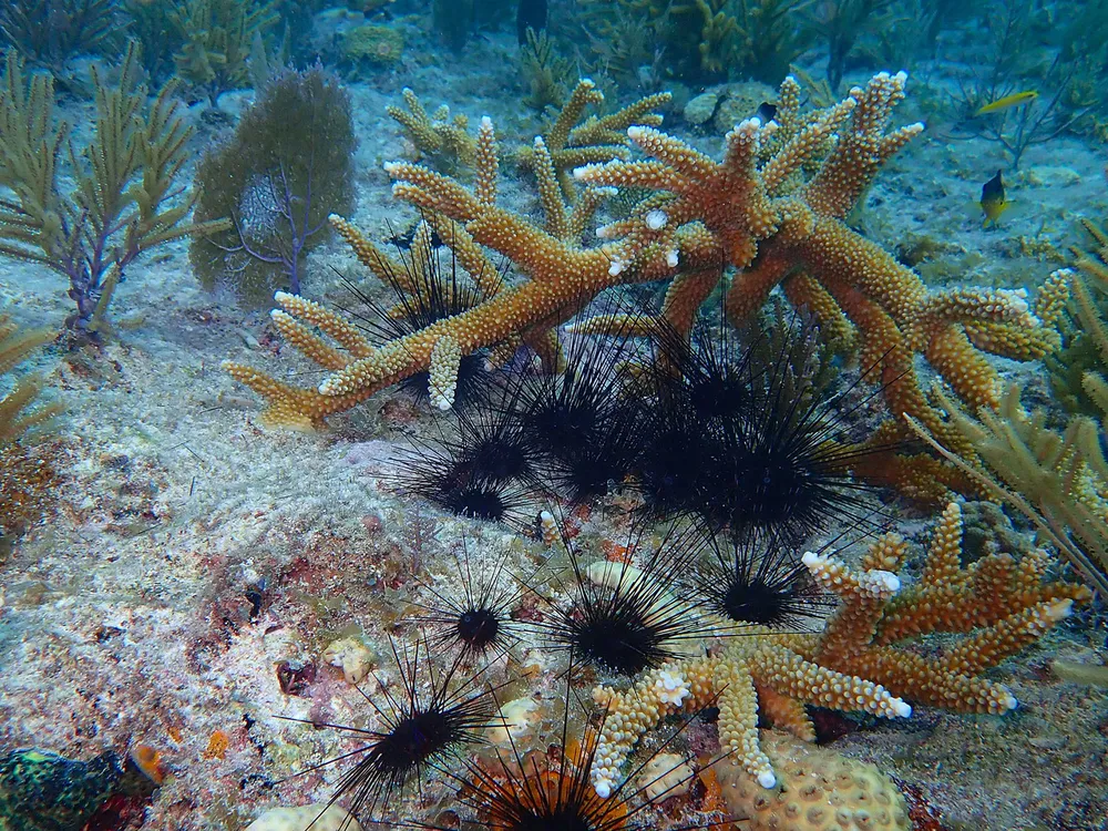 Sea Urchins