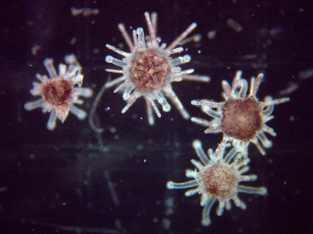 Juvenile Sea Urchins