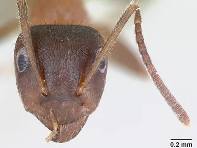 The European ant species&nbsp;Lasius emarginatus&nbsp;arrived to Manhattan around 2011 and has since become one of the most dominant ant species in the city.