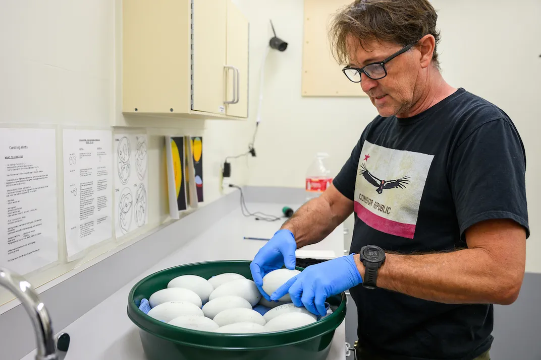 Condor keeper with condor eggs