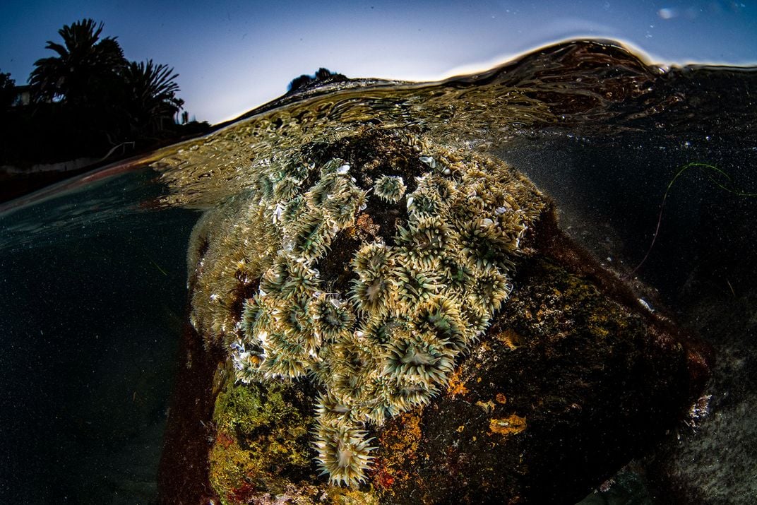 Aggregating Anemones