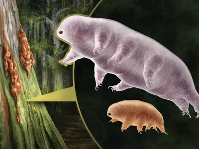 An artist&#39;s reconstruction of the two tardigrade species found preserved in a pebble-sized piece of amber in Canada.