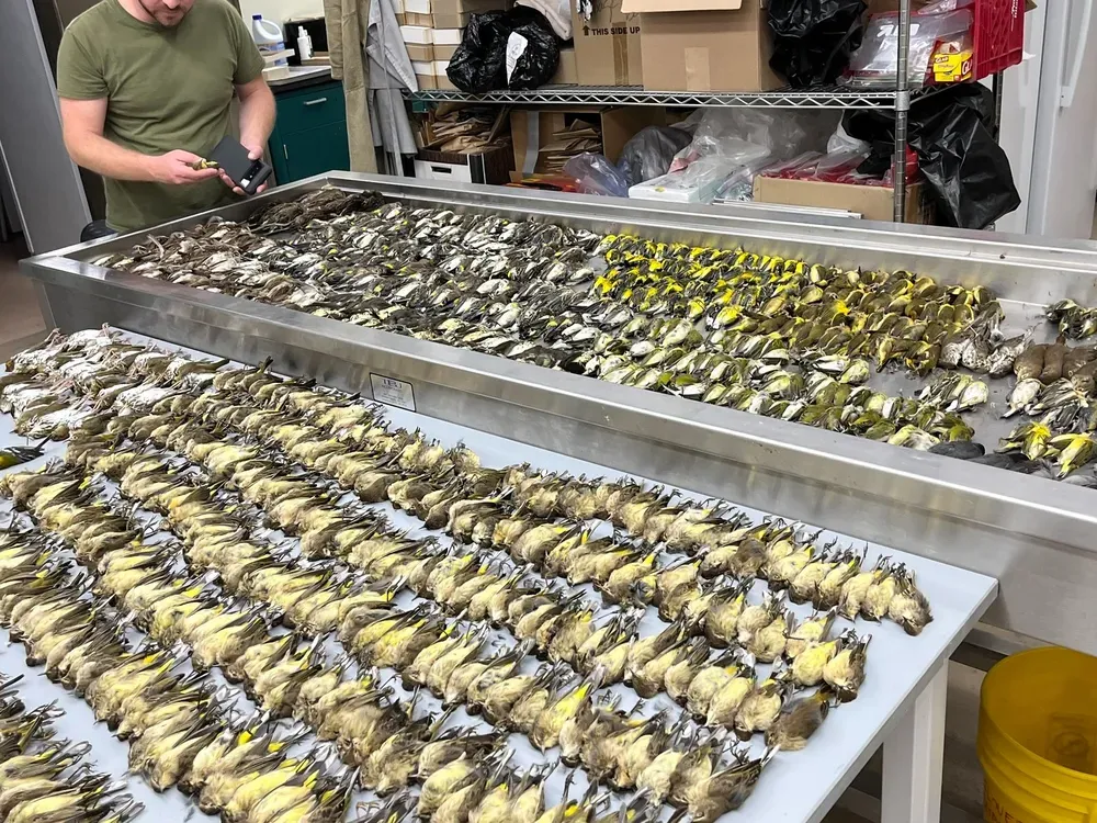 Lots of little yellow bird bodies on tables