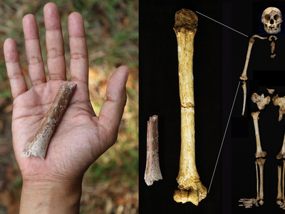 At Mata Menge, researchers found a tiny adult upper arm bone that belonged to an individual&nbsp;who lived 700,000 years ago, shedding light on the origins of&nbsp;Homo floresiensis.

